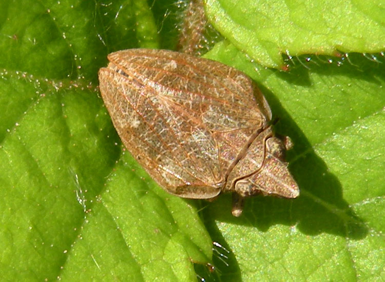 Issidae? Mycterodus cuniceps?